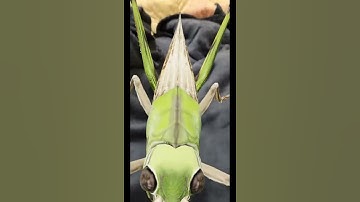 Google 3D: Massive Grasshopper On The Bed