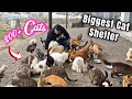 The crazy cat shelter in pakistan  biggest rescued cat shelter