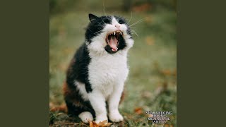Suara Kucing Betina Memanggil Jantan (Live)