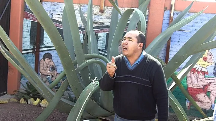 Giant mexican Aloe vera, miracle plant!