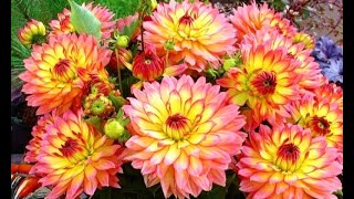 Want lots of delightfully beautiful flowers for yourself or for making money, make some as well