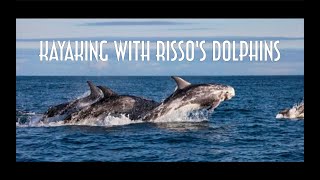 Kayaking with Risso's Dolphin by Stephen 172 views 4 years ago 3 minutes, 22 seconds