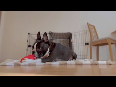 散歩行ってアイスコング作って食べるの巻【ボストンテリア】