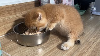 Cute kittens are learning to eat food for the first time