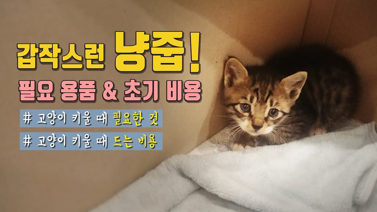 Happen To Pick Up A Cat On The Street? The Items And Price Of Cats [Eng  Sub] - Youtube