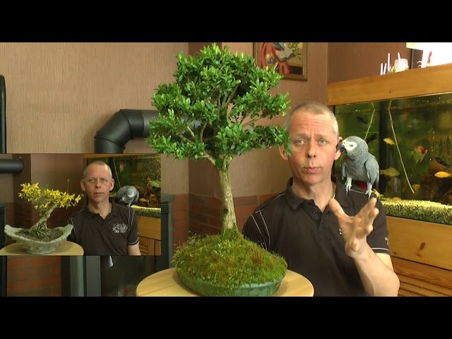 ficus palmeri bonsai Ficus palmeri – Kyle's Plants