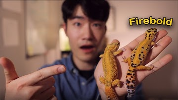 Firebold Leopard Gecko Morph Review | GECKOPIA