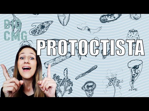 Vídeo: Quais são os três principais grupos do reino Protista?