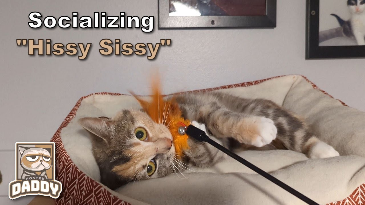 Feral cat Sissy continues to come out of her shell with lot's of love