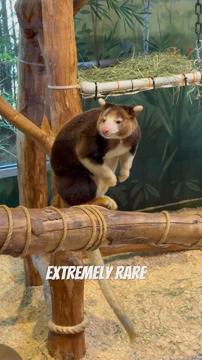 wondiwoi-tree-kangaroo-very-rare-critically-endangered-youtube