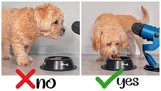 Extremely Hungry Dog Eating Wet Food ASMR | Dog Reviews Food With Girlfriend