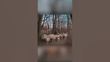 Метод. Один козёл управляет целым стадом овец. Козёл-иуда