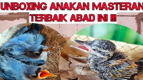 UNBOXING LOLOHAN RAMBATAN PARUH MERAH ⁉️ MASTERAN WAJIB UNTUK MURAI BATU ❗❗❗