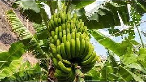 Nguyên nhân và cách khắc phục chuối bị vàng lá héo lá, rễ chuyển sang màu đen