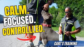 Aggressive Dog Behaviour Modification | Carl's Board & Train Transformation