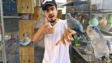 monk parakeet breeding progress#monk bird //monk para keet //monk bird breeding tips