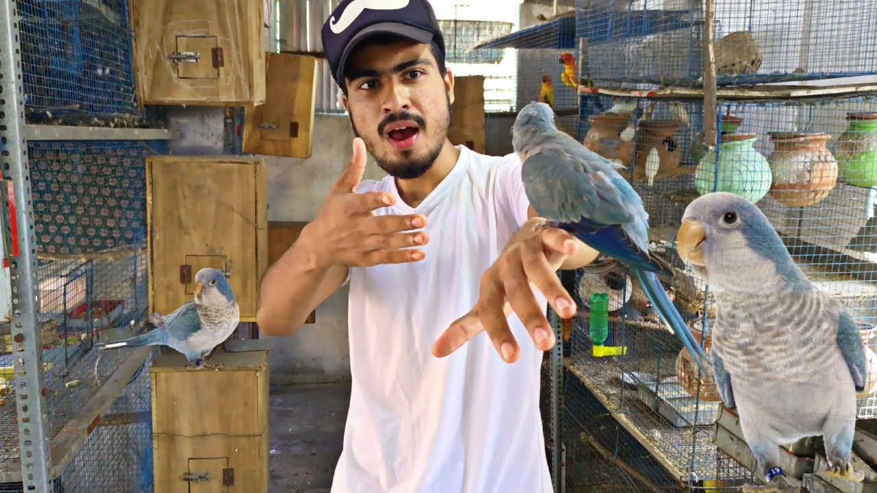 monk parakeet breeding progress