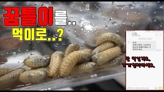 큰손 구독자분이 선물해준 수천마리의 꿈틀이...좀 가져가세요.....[정브르]