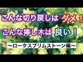 【ガーデニングを楽しもう！】切り戻しの失敗例と挿し木の成功例（発根率１００％）の動画です。