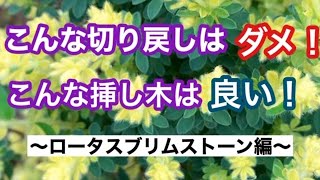 【ガーデニングを楽しもう！】切り戻しの失敗例と挿し木の成功例（発根率１００％）の動画です。