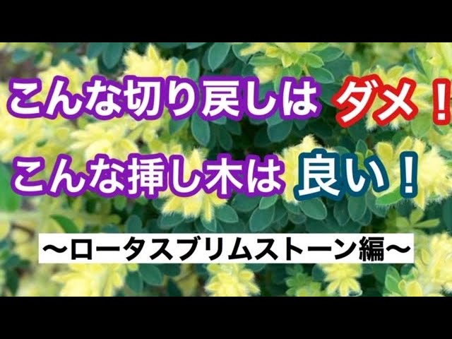 ガーデニングを楽しもう 切り戻しの失敗例と挿し木の成功例 発根率１００ の動画です Youtube