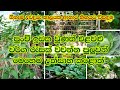 ගෙවතු වගාව | පුංචි ඉඩක එළවළු වර්ග රැසක් වවමු - Organic Farming & Home Gardening