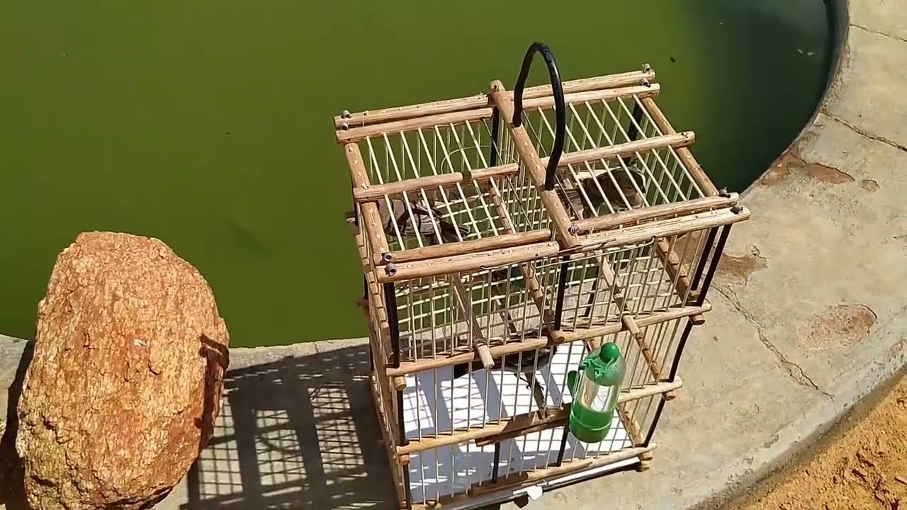 Peguei 2 golinha no teste da gaiola de 2 alçapão (aprovada) 💥💥💥