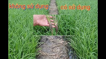 Lúa 24 ngày| so sánh lúa sử dụng  và không sử dụng ga3 và comcat a đến z giai đoạn 6 ngày sau sạ.