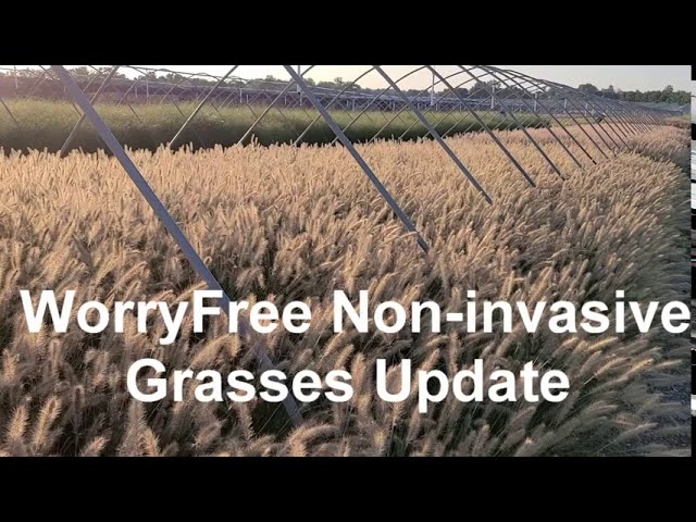 Pennisetum Etouffee™ (Non-invasive Fountain Grass) Update - LOOK What Happened (in 2 weeks)!!!!💥👍❤️