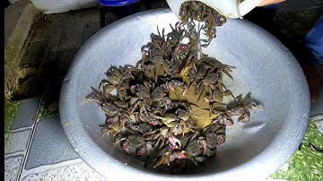 Soi Ba Khía Gửi Cho Cô Ở Sa /Đạt Nguyễn Cần Giờ