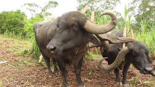 OXCART PULLED BY BUFFALOES