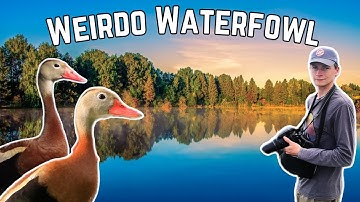 An Epic Birding Adventure To See America’s Weirdest Duck
