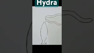 Hydra #drawing #hydra #biology# hsc biology #hsczoology #art #draw