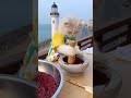 Street Food: A Persian Cat selling Dorayaki (Sweet Red Bean Pancake Sandwich) at Coastal Lighthous