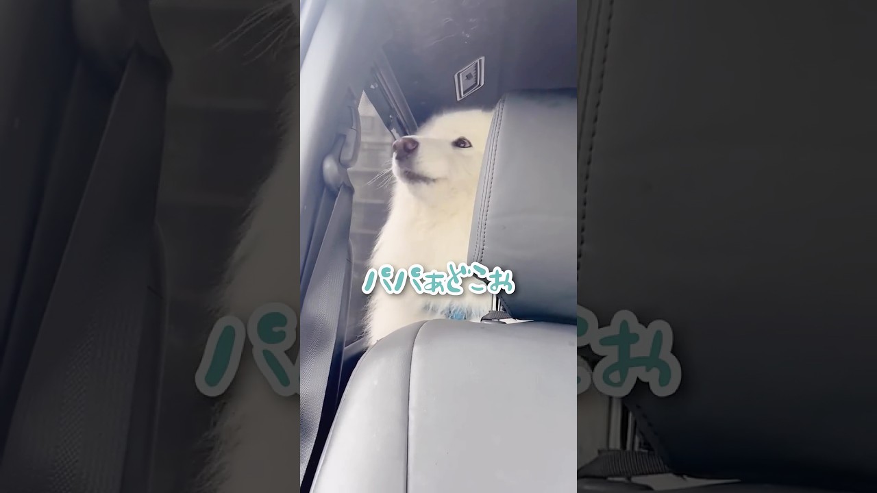 パパが居なくなった途端泣き出す大型犬が可愛すぎる…！ #サモエド