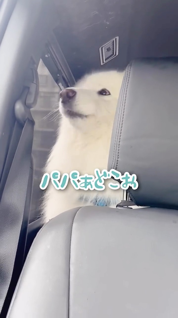 パパが居なくなった途端泣き出す大型犬が可愛すぎる…！ #サモエド