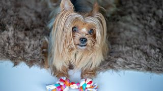 The Top 100 Yorkie Names and Their Meanings🐾🐾🐾