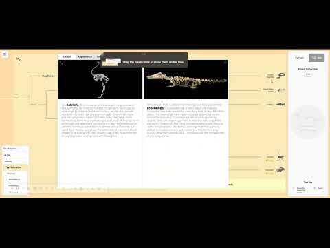 1.4 Activity 2 Tracing Structures in an Evolutionary Tree