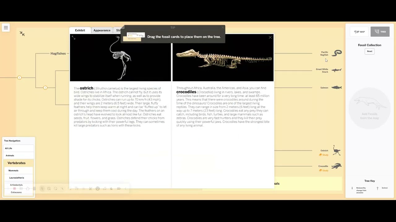1.4 Activity 2 Tracing Structures in an Evolutionary Tree - YouTube