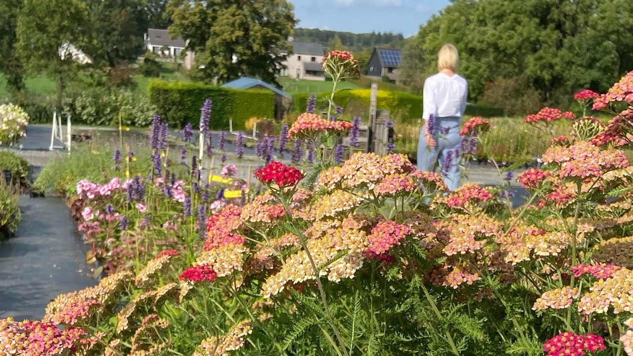 Pépinière en Belgique. Питомник растений в Бельгии. Plant nursery in