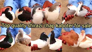 top quality shirazi chap breeder pairs rangeen kabutar