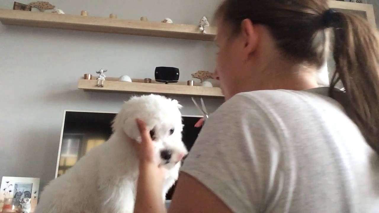 Grooming my maltese puppy at home diy YouTube