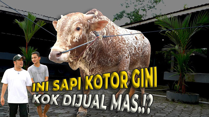 ANEH BANGET! GW BARU LIAT SAPI LIMOSIN BENTUKNYA GINI..!
