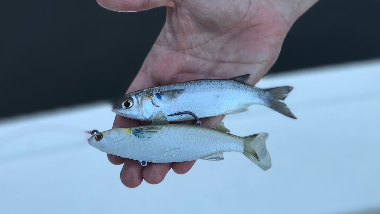 Live Mullet Versus Artificial Mullet 