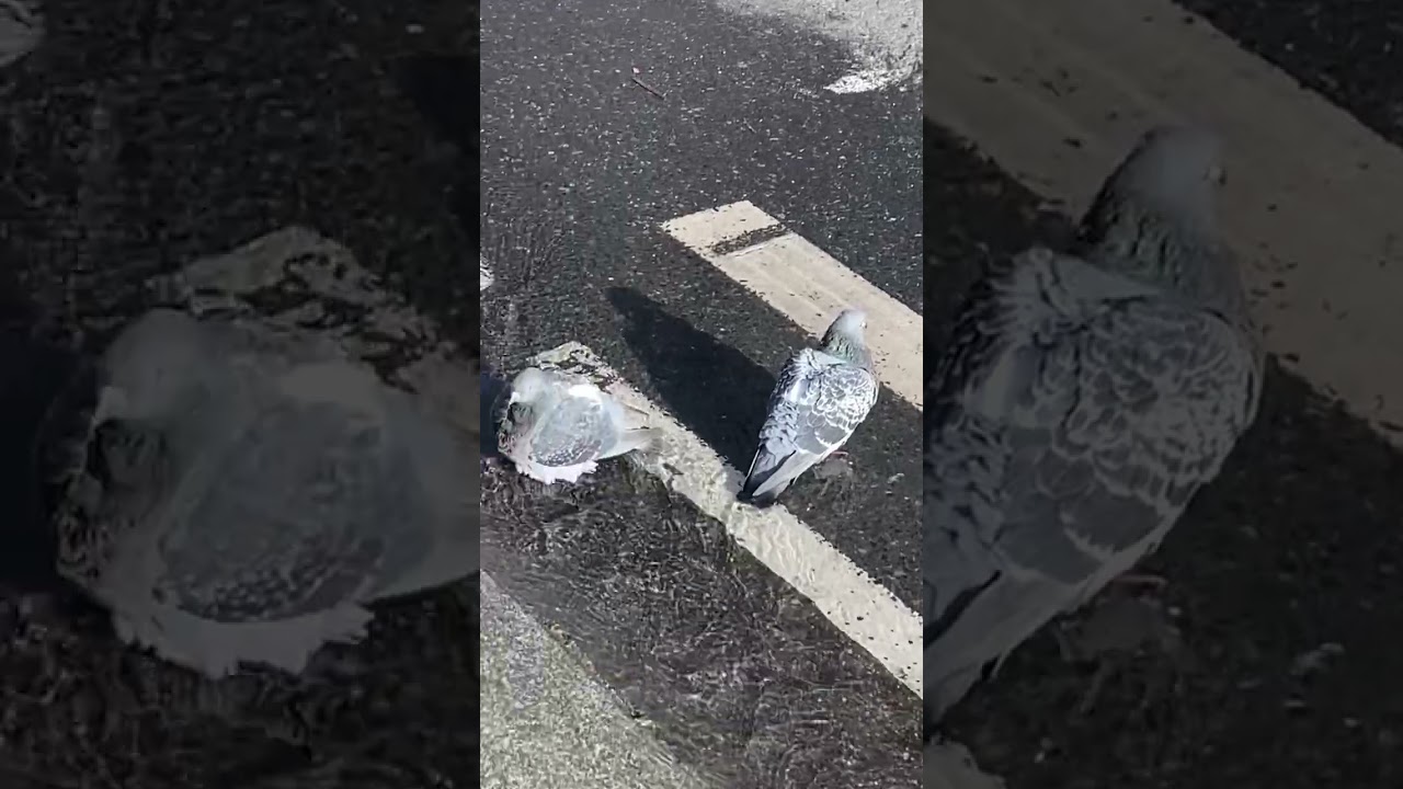 परेवा      Pigeon