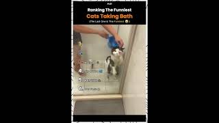 Ranking Funniest Cat Baths #shortsfeed #shortsvideo #shorts #funny #viral