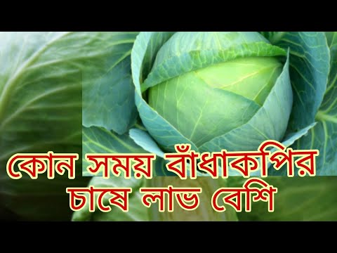 ভিডিও: আপনার বাগানে বিলাসবহুল বাঁধাকপি