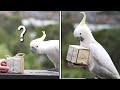 I made gifts for wild cockatoos (and they destroyed them...)