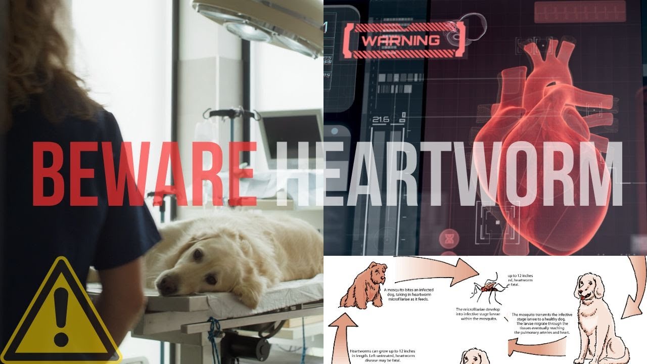 This is How Your Dog Can Get Heartworms and YOU CAN PREVENT IT! dogs