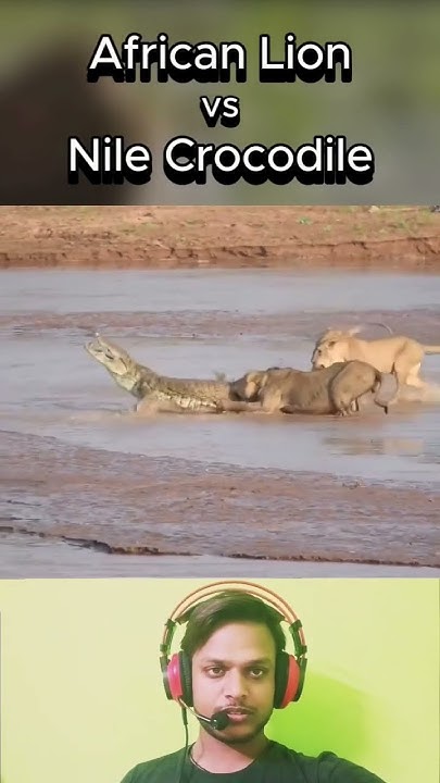 African Lion vs Nile Crocodile 🤯 #animals #wildlife #lion #crocodile